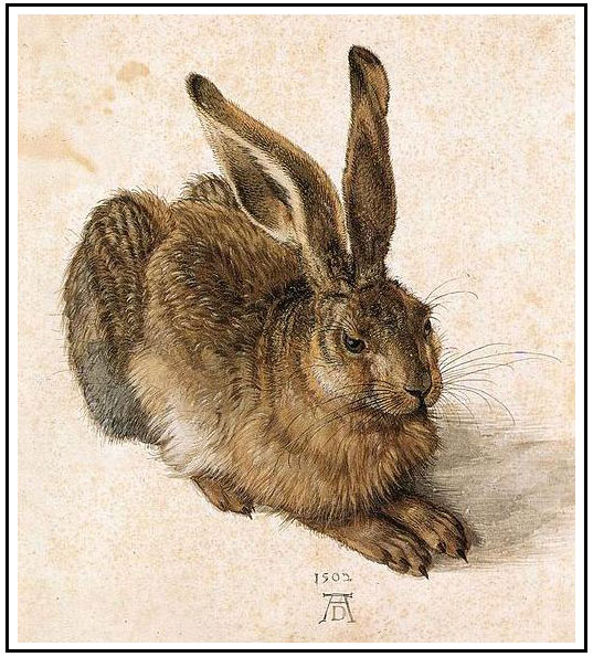 Durer-Hare